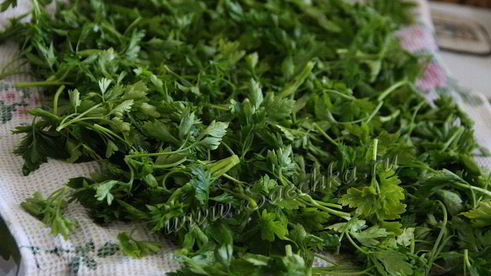 заготовка петрушки на зиму