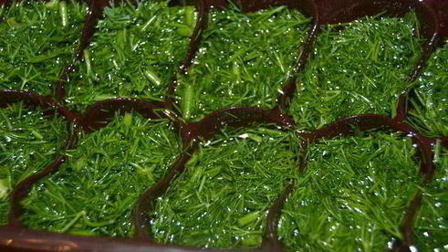 заготовка зелени на зиму