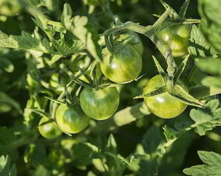 Икра из зеленых помидор