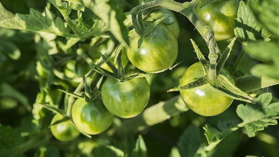 Рецепт икра из зеленых помидор