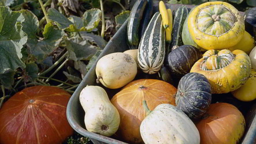 Рецепт вкусная икра из патиссонов