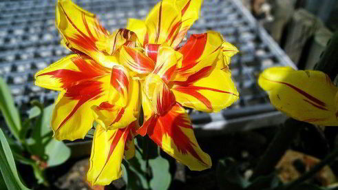 омлет-суфле кордон блю