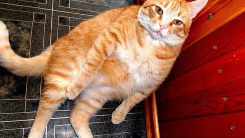 закуска селедочное счастье