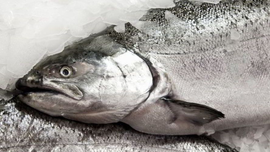 Рецепт заливное из судака